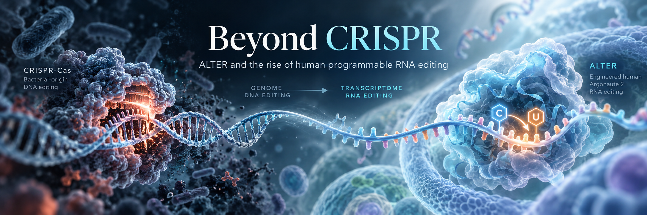 Beyond CRISPR: How Reprogramming a Native Human Protein Could Unlock the Future of RNA Medicine